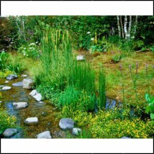 Bog Gardens Alternatives to French Drain